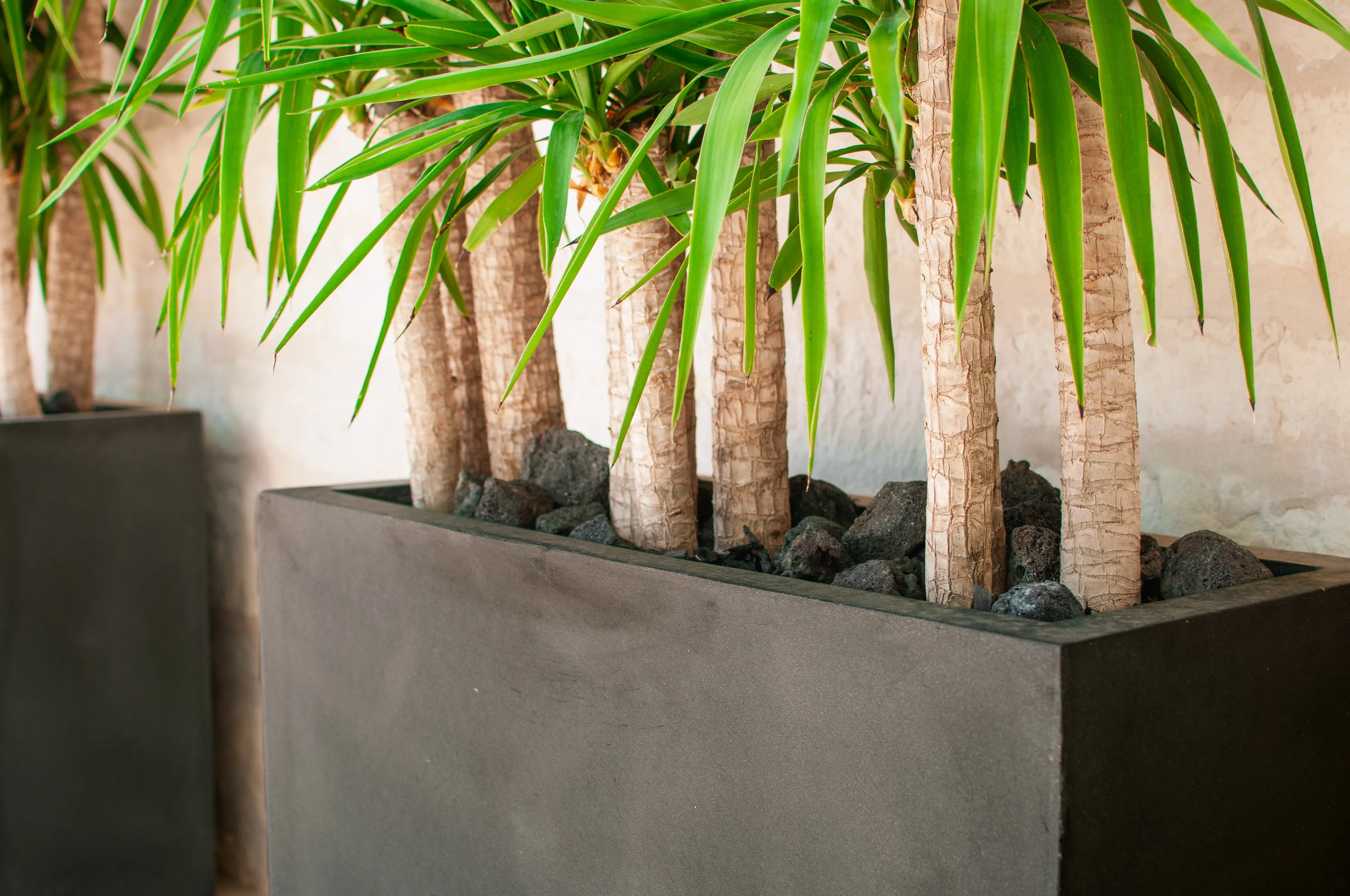 Planted Pots, Interior Design, Landscape Design, Home Design, Landscape Architecture, Native Plants, Austin Nursery, Nursery, Garden Center, Gardening, Custom Design, Existing Planter Design, Plant Care, Plant Design, Plant Delivery
